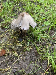 Coprinopsis atramentaria