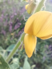Crotalaria incana
