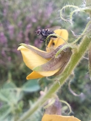 Crotalaria incana