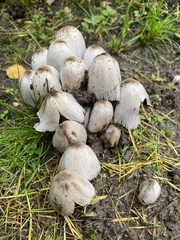 Coprinopsis atramentaria