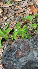 Galinsoga quadriradiata