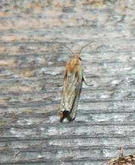 Eucosma