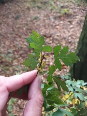 Crataegus monogyna