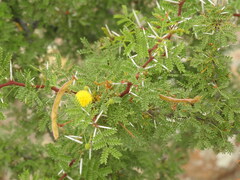 Vachellia vernicosa