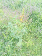 Crotalaria incana