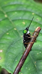 Fidena