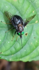 Fidena