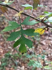 Crataegus monogyna