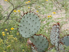 Opuntia macrocentra