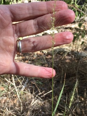 Setaria scheelei