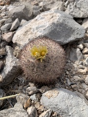 Escobaria chlorantha