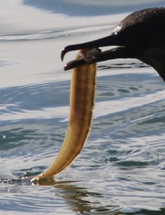 Apodichthys flavidus