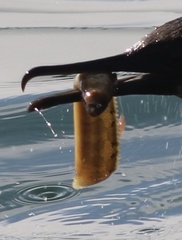 Apodichthys flavidus