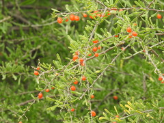 Lycium berlandieri