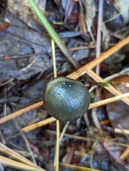 Psilocybe
