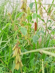 Crotalaria incana