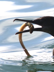 Apodichthys flavidus