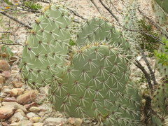 Opuntia rastrera