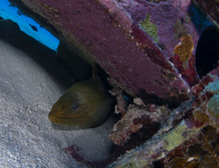 Gymnothorax funebris