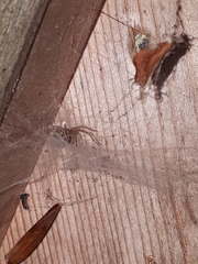 Tegenaria ferruginea