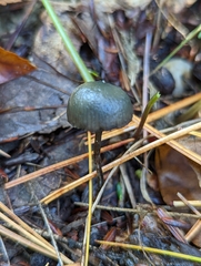 Psilocybe