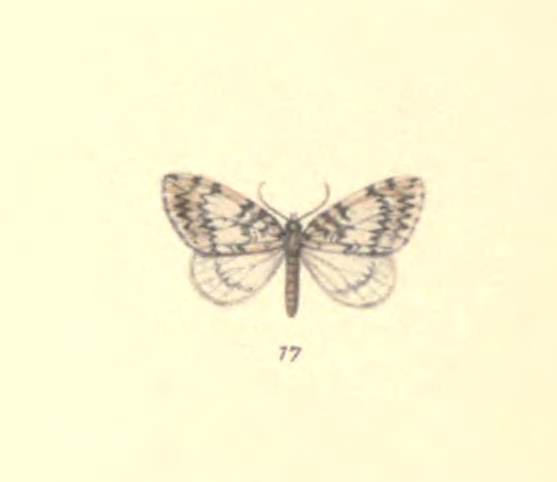 Hydriomena cyra