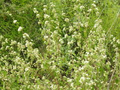 Lippia graveolens