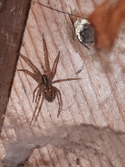 Tegenaria ferruginea