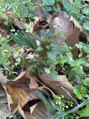 Galinsoga quadriradiata