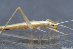 Oecanthus dulcisonans