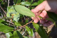 Asimina reticulata