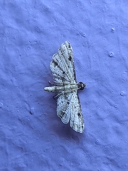 Lathrotelinae