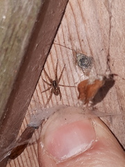 Tegenaria ferruginea