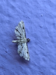 Lathrotelinae