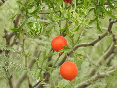 Ibervillea tenuisecta