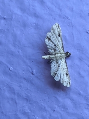 Lathrotelinae