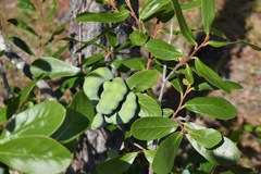 Asimina reticulata