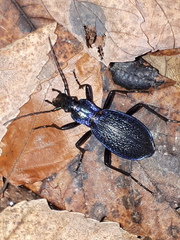 Carabus intricatus