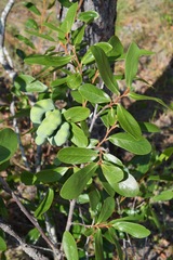 Asimina reticulata