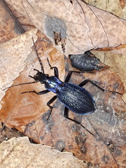 Carabus intricatus