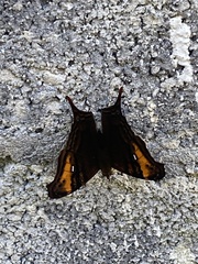 Hypanartia dione