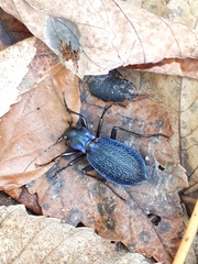 Carabus intricatus