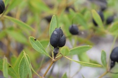 Baptisia lanceolata
