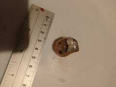 Bostrycapulus aculeatus