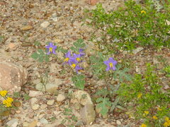 Solanum citrullifolium