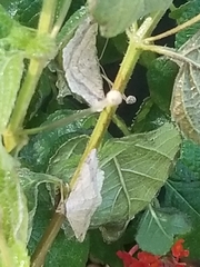 Frederickia nigricomma