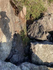 Cortaderia jubata