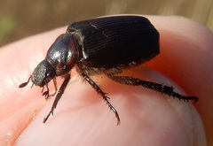 Strigoderma arbicola