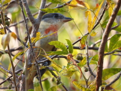 Pachyramphus aglaiae