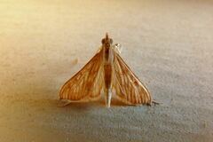 Antigastra catalaunalis